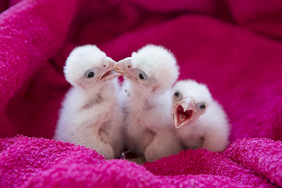 WATCH: Stunning Video Of Nesting Falcons And Babies