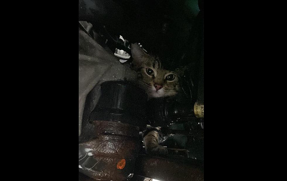 Adorable Cat Gets Stuck In a Car Engine in West Seneca [VIDEO]