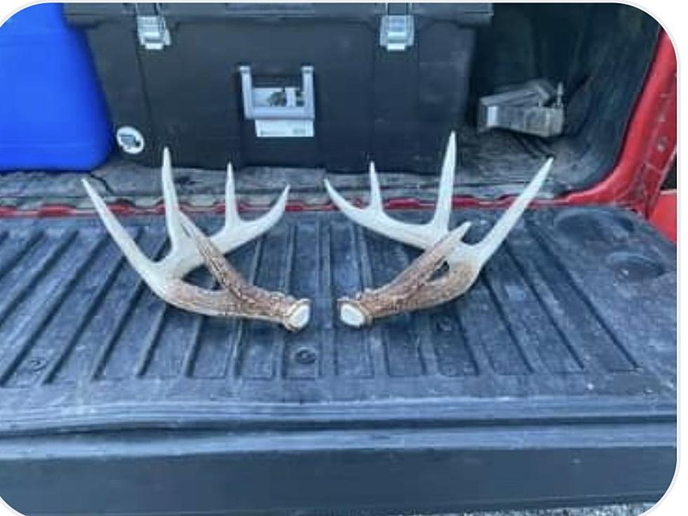 Get Deer Antlers Without Hunting In Western New York