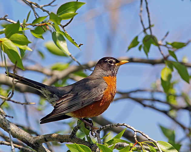 How To Stop Robins From Attacking Your Windows In WNY