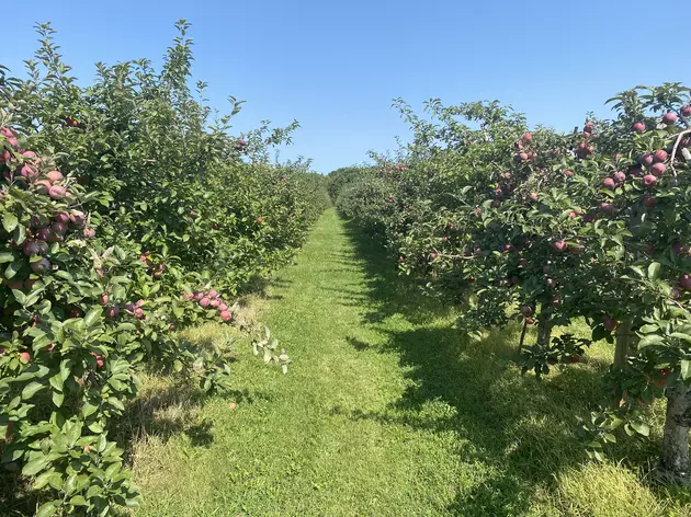 Popular Apple Orchard Closing For Good In Western New York