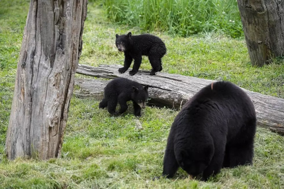 A Plea To Stop Feeding Bears In New York State [WATCH]