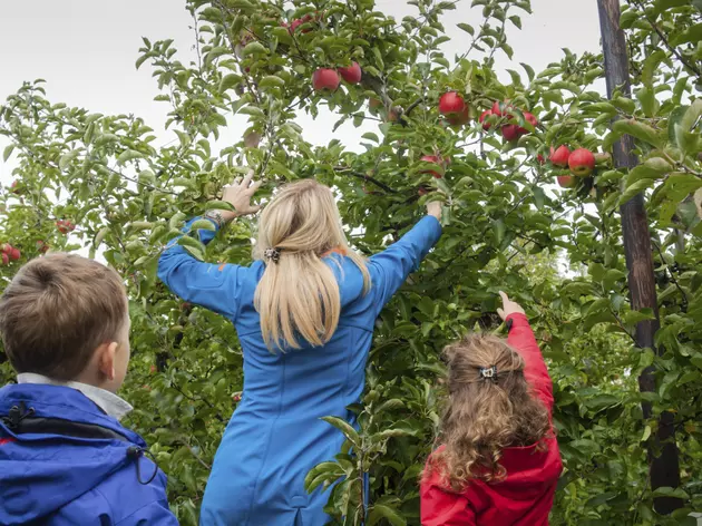 The Best Places To Pick Apples In Western New York