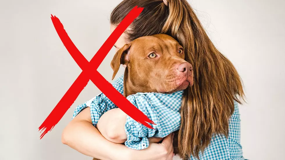 Will Pit Bulls Be Banned From New York State?