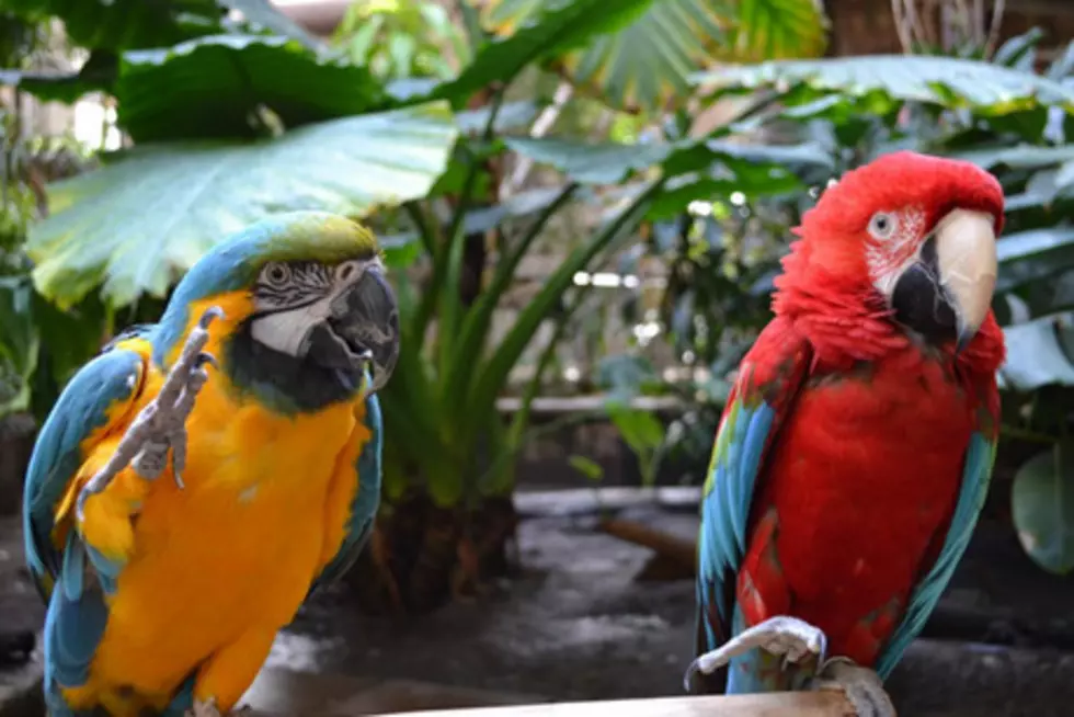 Half Off Bird Kingdom: World’s Largest Aviary in Niagara Falls