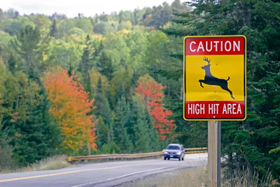 New York State To Charge For Car Deer Wrecks?