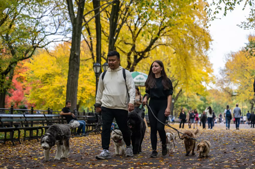 New Leash Law For Dogs In New York State?