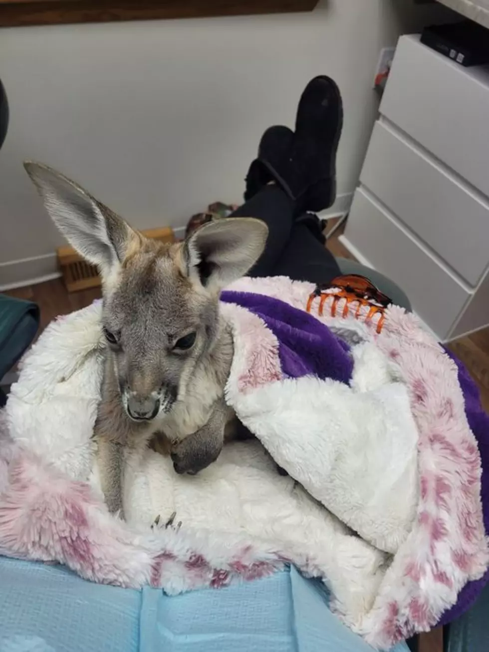 Baby Kangaroo Will Come Snuggle You on Valentine’s Day in Buffalo