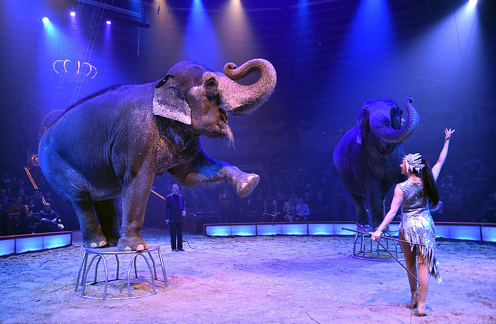 Ringling Brothers Will Return To Buffalo, Won’t Bring Animals