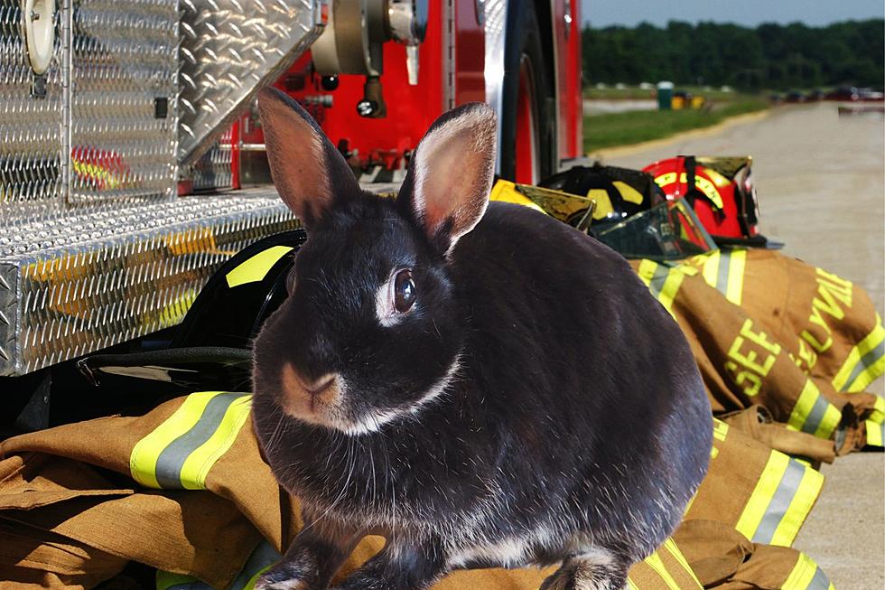 Buffalo Firefighters Get A Visit From Moo The Therapy Bunny