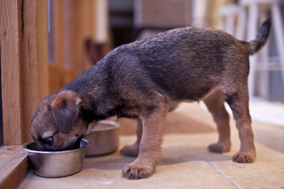Alert: Massive Dog Food Recall