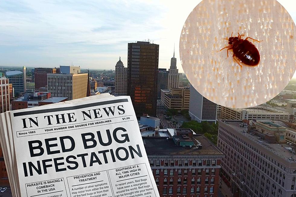 Buffalo Joins List Of Cities With The Most Bed Bug Infestations