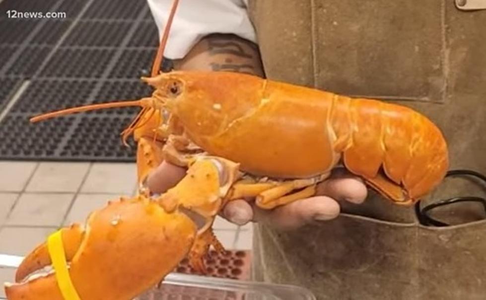 Rare Lobster Being Donated To The Aquarium Of Niagara