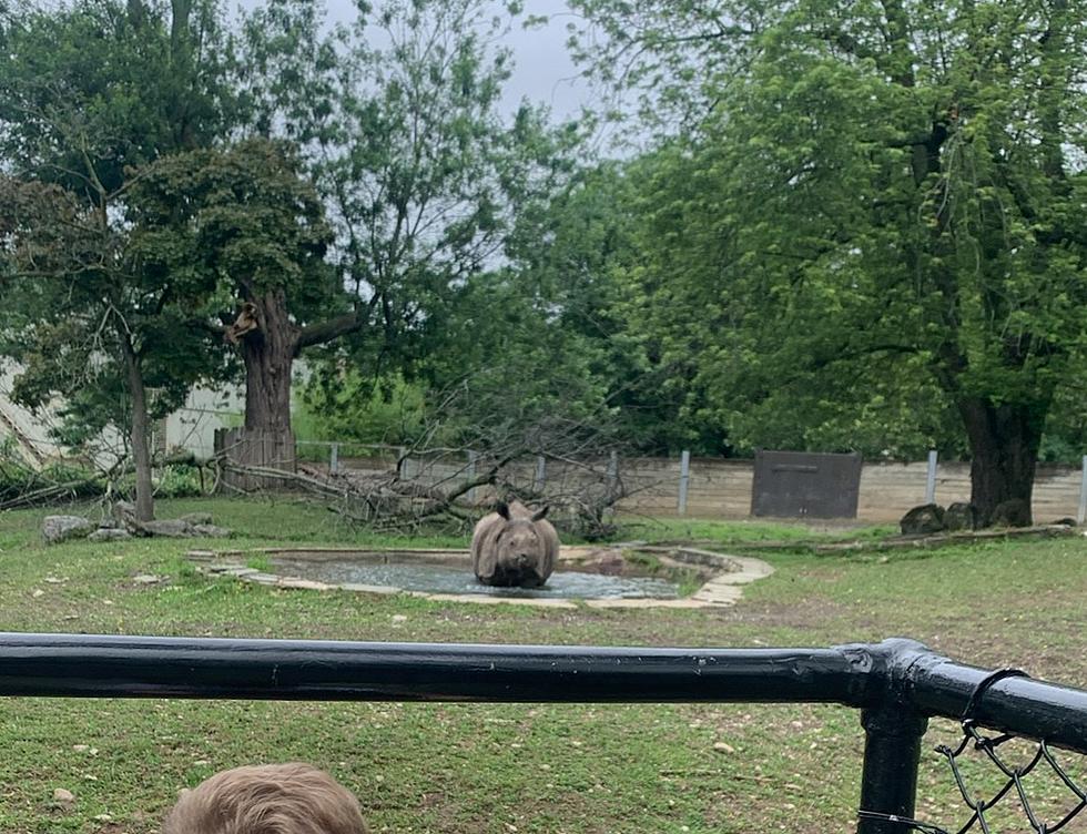 Rhino Gets Out of Exhibit at Buffalo Zoo