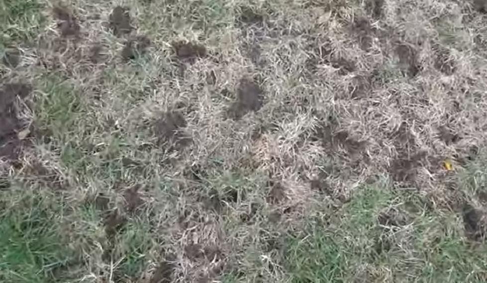 Watch Your Pets If You See These Holes In Your Yard In New York
