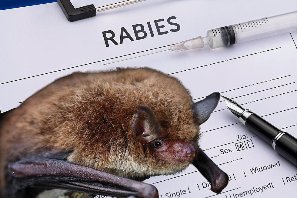 Rabid Bat Found In Western New York Town