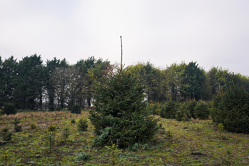 Massive Price Increase For Real Christmas Trees in New York State