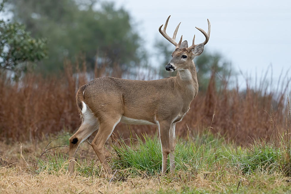 Deer Hunters In New York State Should Beware Of These