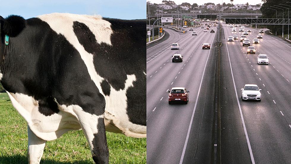 “Herd Of Cows” Spotted On Western New York Road