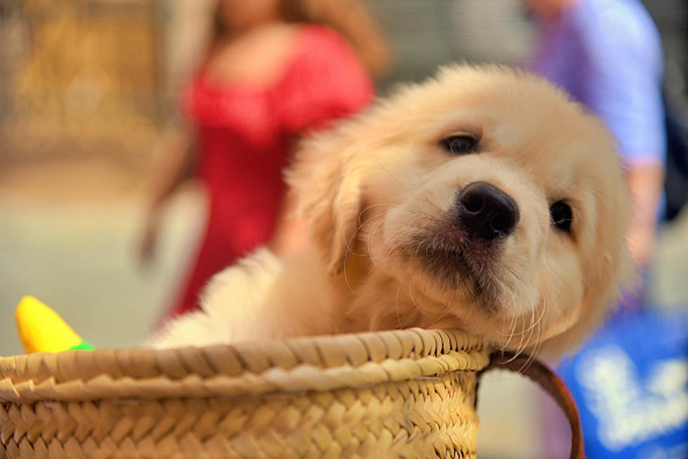This Is New York State&#8217;s Newest Dog Crush [VIDEO]
