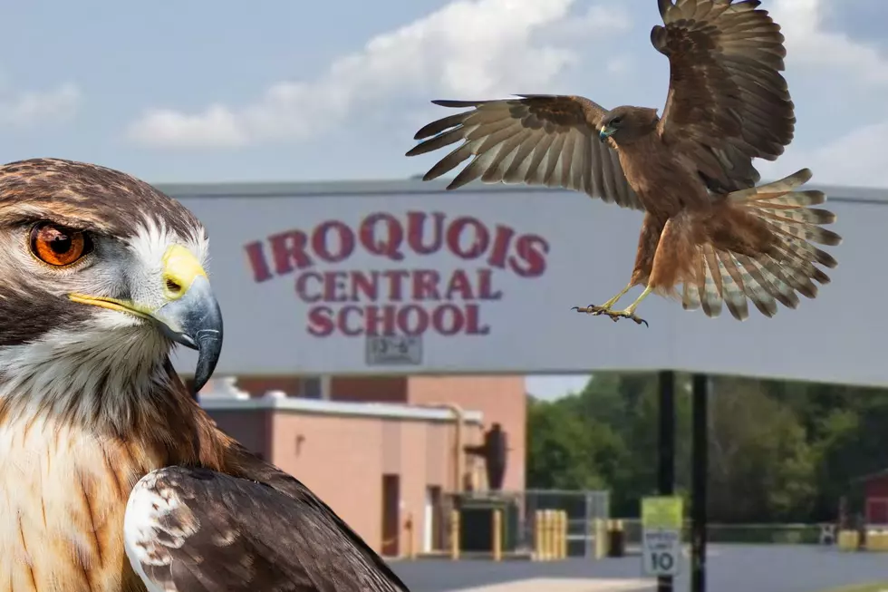 Iroquois School District Unveils New 'Red Hawks' Logo