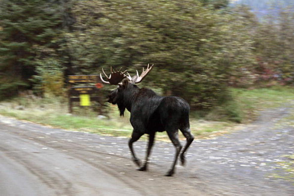 Massive Moose On The Loose In New York State [VIDEO]