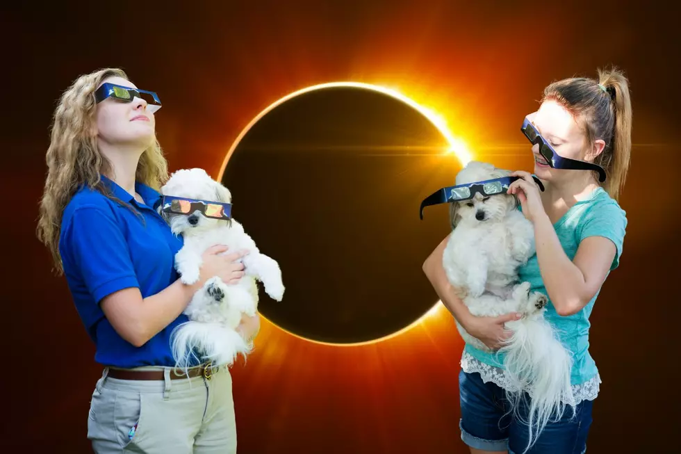 How To Keep Your Pet Safe During The Eclipse In New York