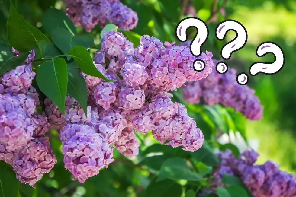 Will Lilacs Be In Bloom For This Popular Festival In WNY?