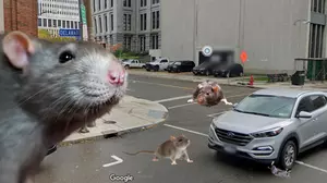 The Worst Street For Rats In Western New York