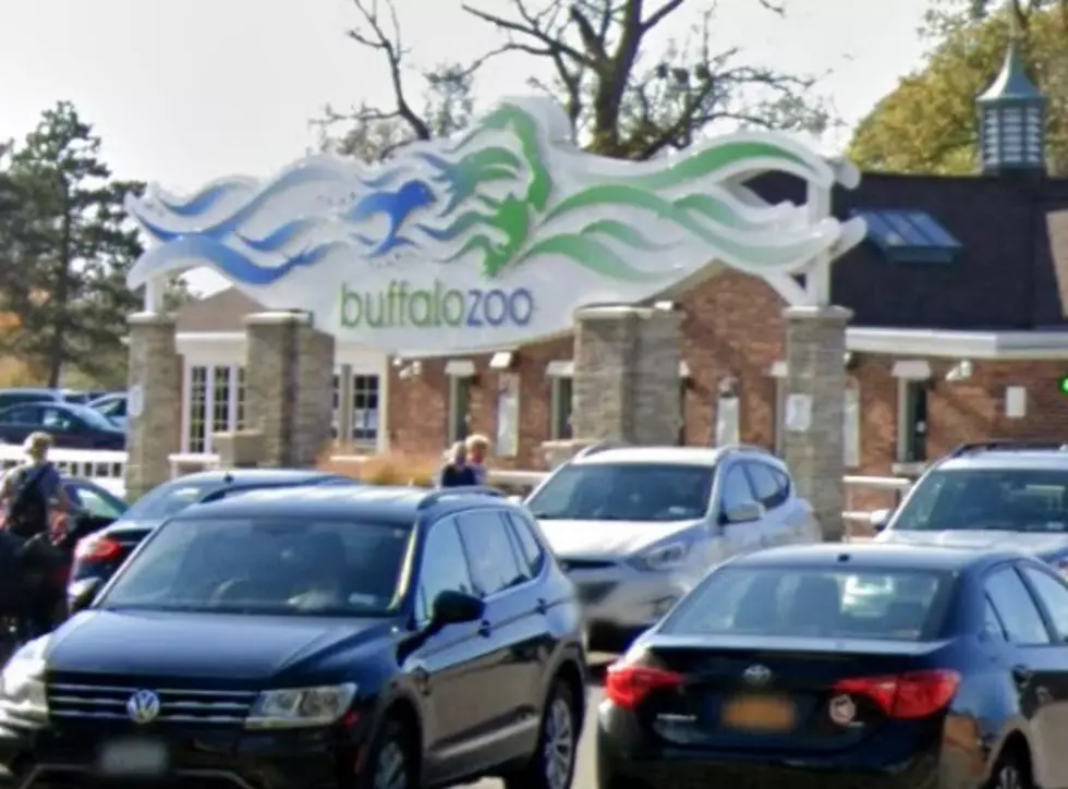 Buffalo Zoo Announces 2025 Zoomagination: Dinosaurs
