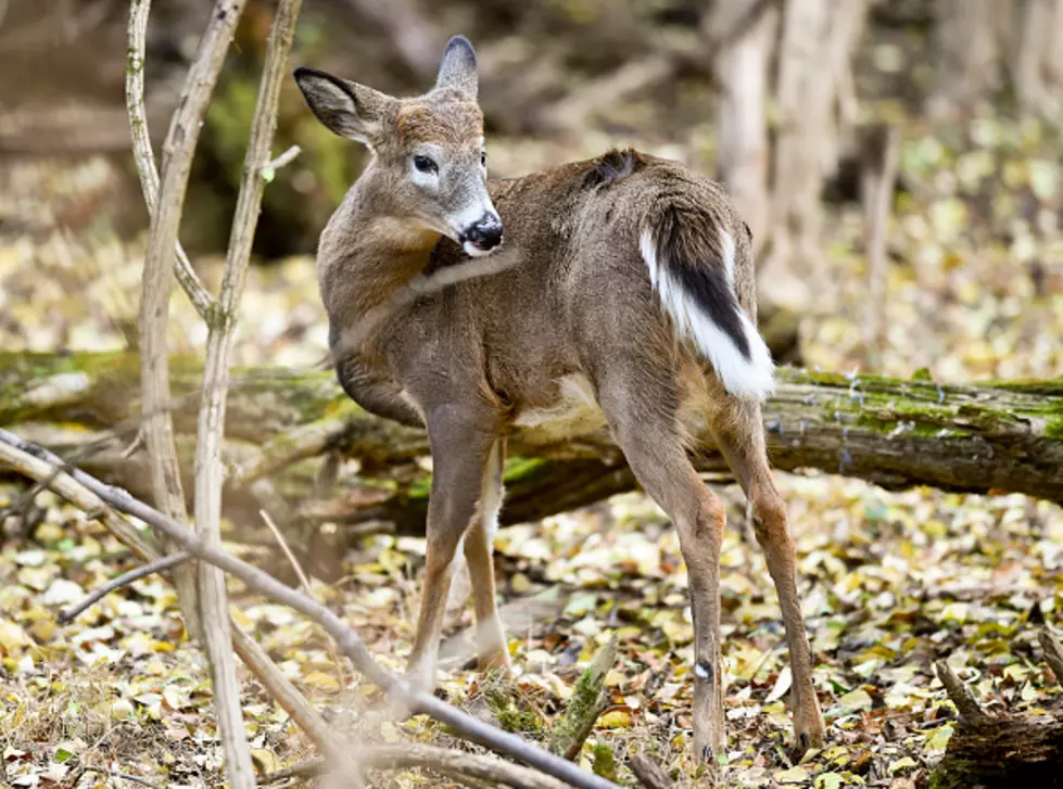 BEWARE: Steer Clear Of These Deer In New York State