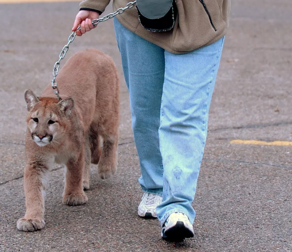 BREAKING: LION on the Loose in Neighborhood in Rochester, New York; Shelter in Place