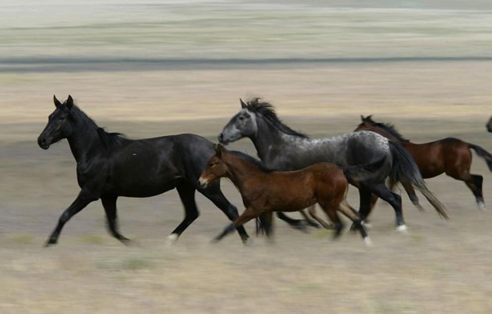 Wyoming Has The Most Horses Per Human