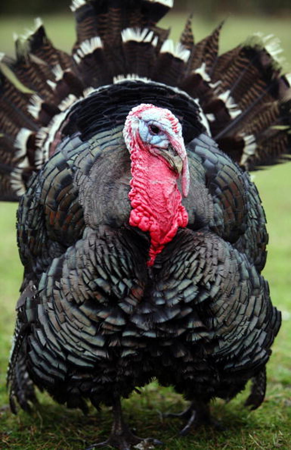 Five Fabulous Thanksgiving Turkey Tips
