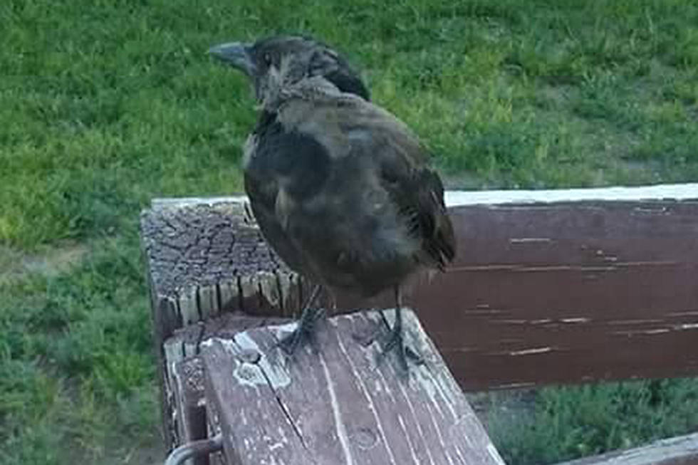 Wyoming Bird Makes Friend With Powell Resident [VIDEO]