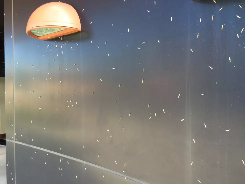 Cheyenne Invaded By Little White Flying Bugs [Photos]