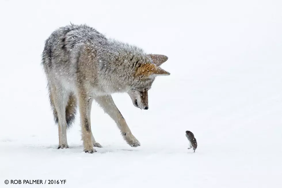 ‘Wyoming Wildlife’ Photo Contest Winners Are All Real Winners