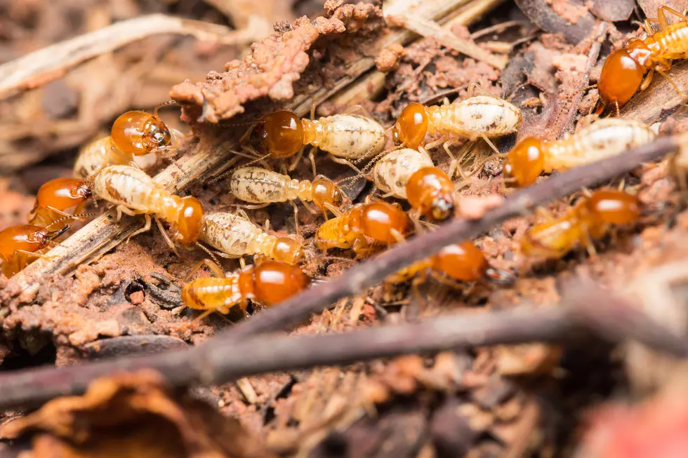 2020 Isn’t Finished Yet, ‘Super Termites’ Are Next