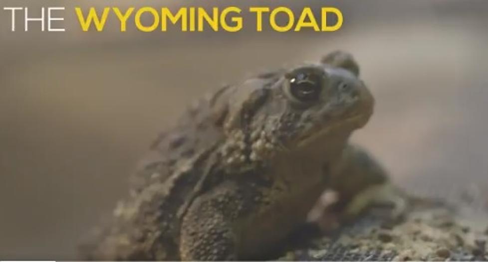 Hundreds of Endangered Wyoming Toads Released Into Wild