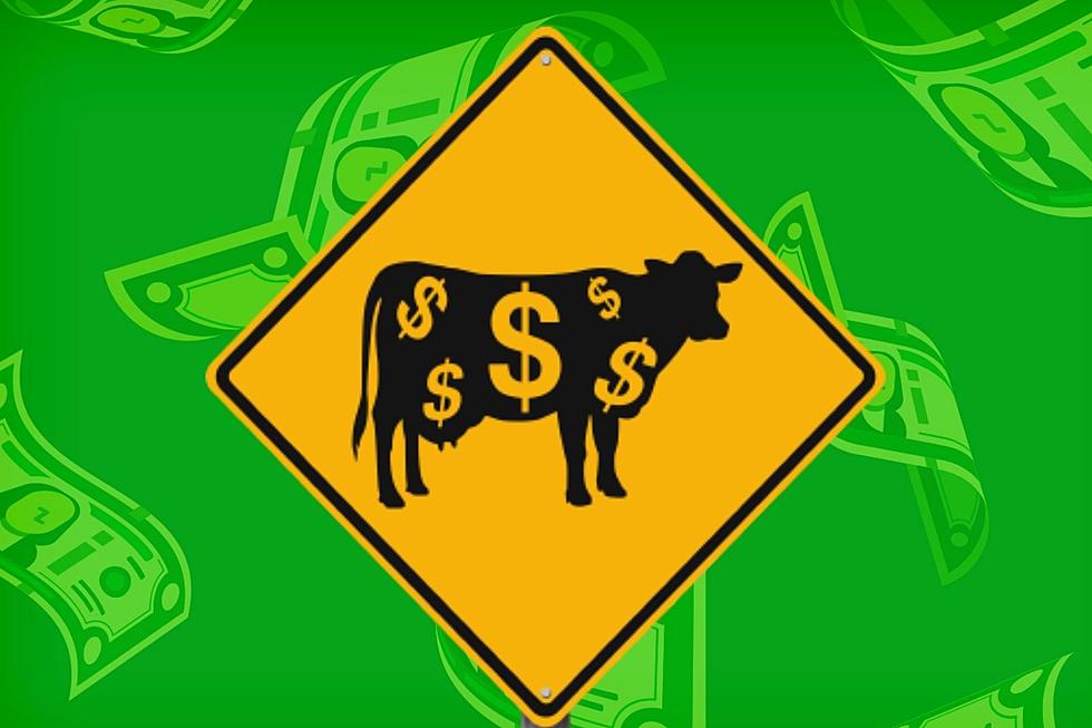 The Cash Cow is Here with 10 Chances to Win Cash – Up to $10,000