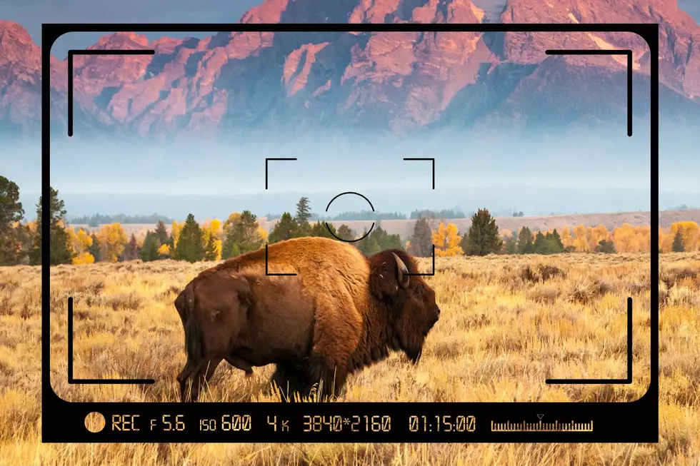 Need a Break? Enjoy This Video of Wyoming Wildlife Being Wild.