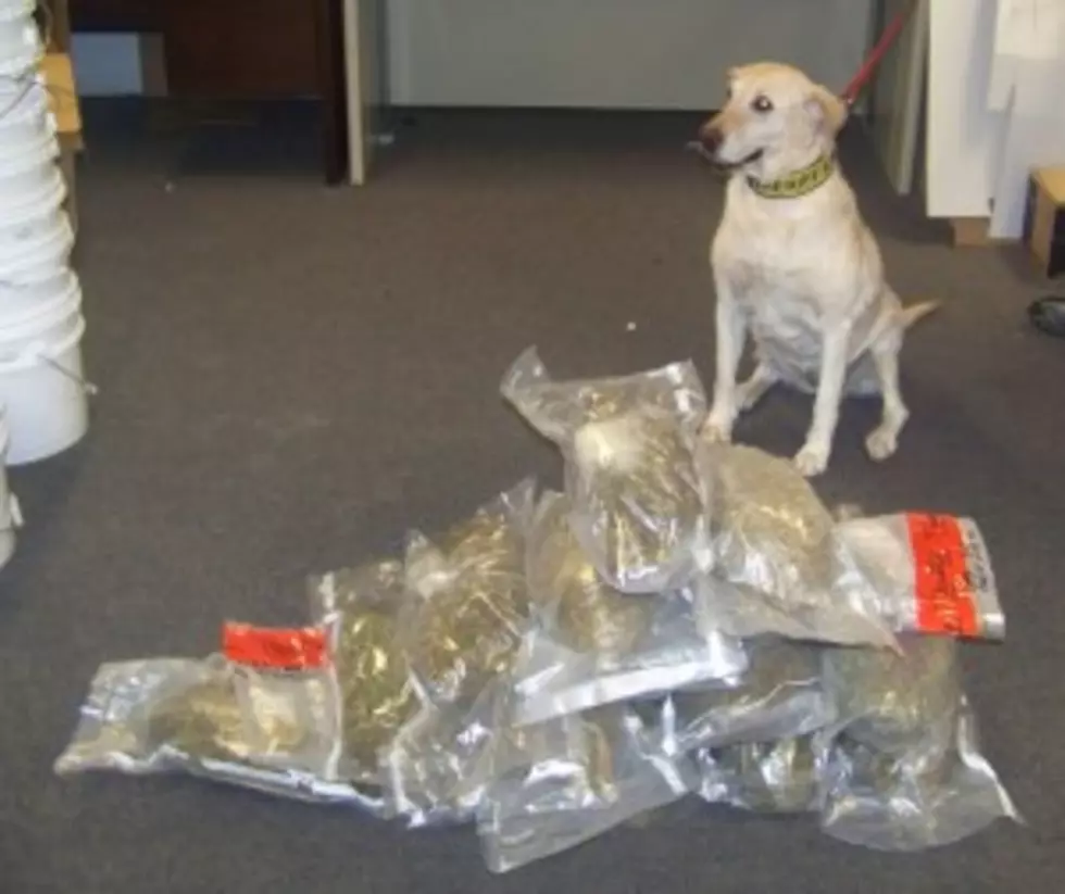 Dog&#8217;s Nose Stymies Drug Courier [AUDIO]