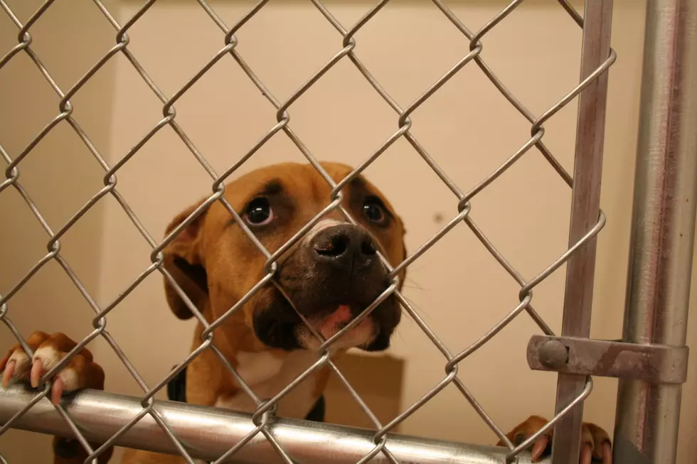 Dog Days Adopt-A-Thon At Metro [AUDIO]