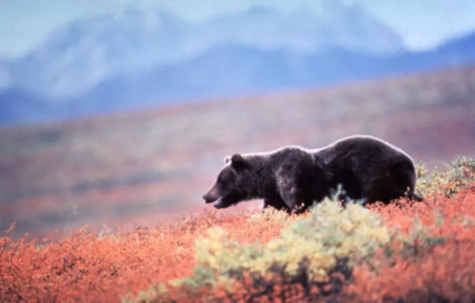 Game and Fish Relocates Grizzly Bear Near Cody