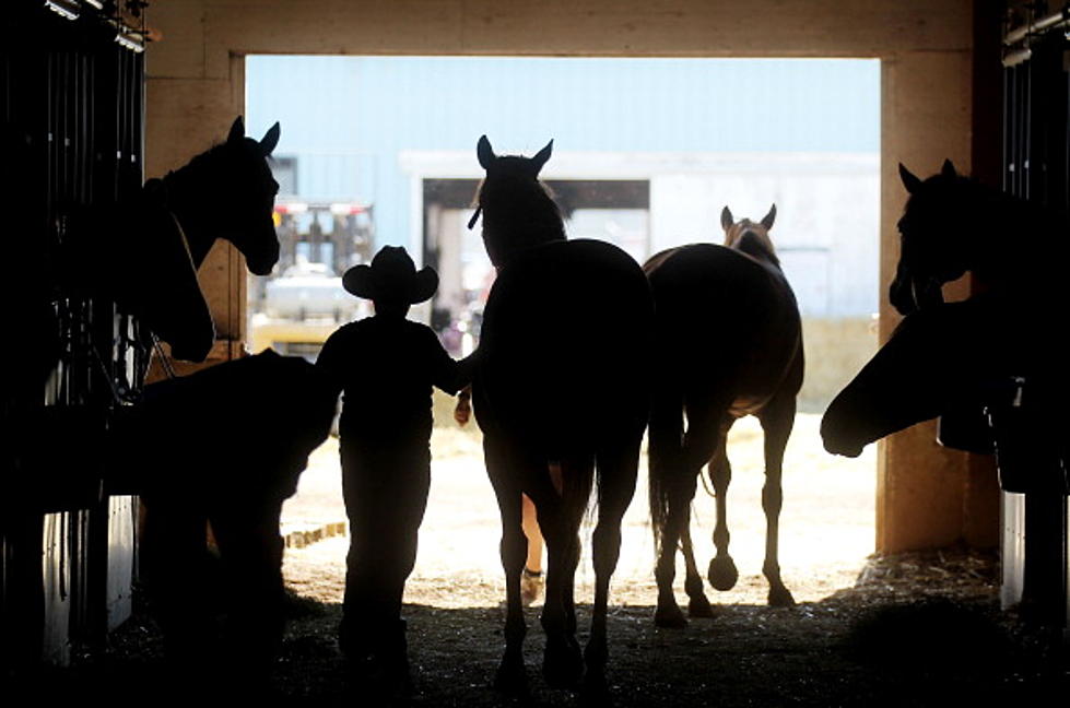 Missing Wyoming Horses Found Safe