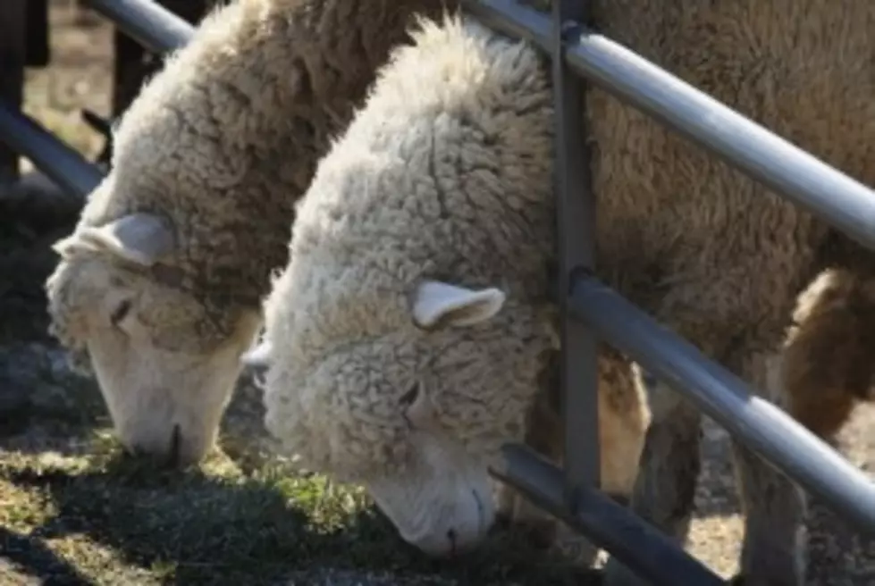 Pit Bulls Blamed For Killing Sheep In Riverton