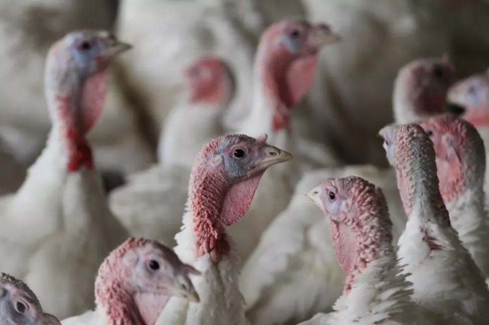 What&#8217;s Behind The Price For Your Thanksgiving Bird