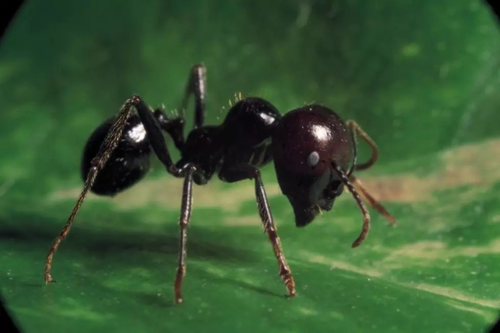 Ants (and other Poisons) Go Marching One By One Into Your Home This Spring