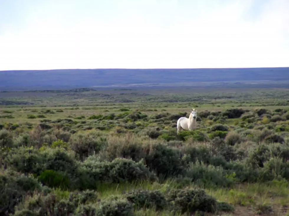 Wyoming Wild Horse Round Up Begins This Week