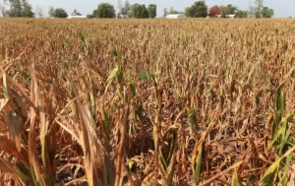 Report: Drought Intensifies In Kansas, Nebraska